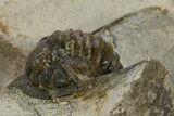 Bargain, Diademaproetus Trilobite - Ofaten, Morocco #341326-3